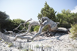 saleccia,海,海滩