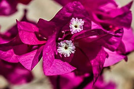 花,白,粉紅色