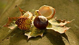 板栗,秋季,秋
