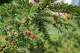 紅豆杉,針,歐洲紅豆杉