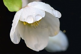 圣诞玫瑰,冬天,冬花