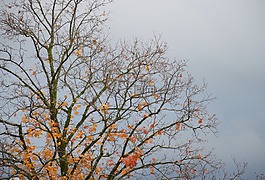 秋季,樹,天空