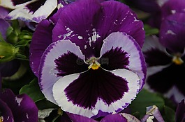 潘茜,花,紫