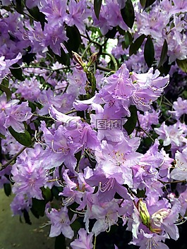 杜鵑花,豐富多彩,關(guān)閉