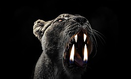 獅子,野生,火焰