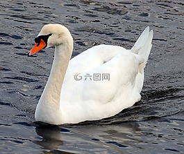 疣鼻天鵝,天鵝 olor,天鵝
