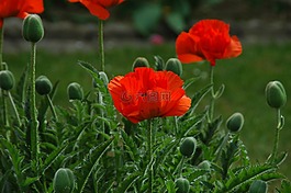 關(guān)閉,klatschmohn,廠