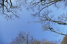天空,田園,森林