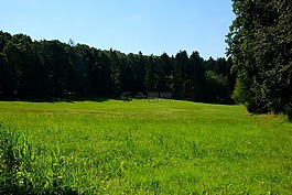林間空地,草地,性質