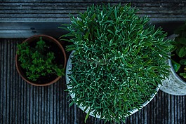 綠色,植物,花盆