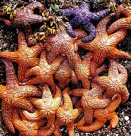 海星,海洋,生活