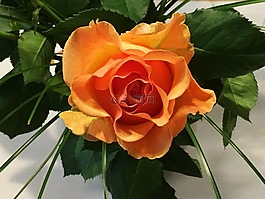開(kāi)花,玫瑰,玫瑰綻放