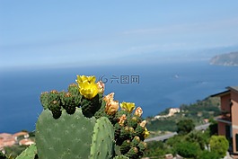 西西里島,地中海,仙人掌花