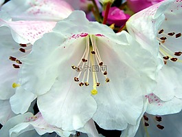 杜鵑花,公共記錄,春天