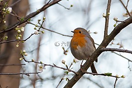罗宾,erithacus rubecula,鸣鸟
