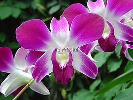 花,蘭花,粉紅色