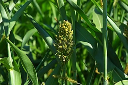 玉米,mais dolden,麥田