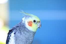 帕吉,小鳥,鳥