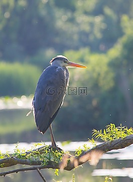 蒼鷺,鳥,自然
