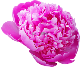 牡丹,傳輸,鮮花