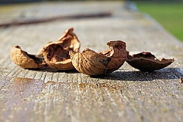 坚果,nutshells,核桃