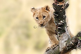 獅子,動物,性質