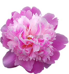 牡丹,傳輸,鮮花
