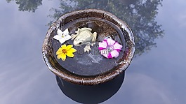 青蛙,鏡像,水
