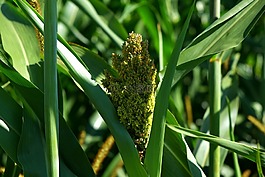 玉米,mais dolden,蔬菜