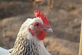 鳥,動物,筆