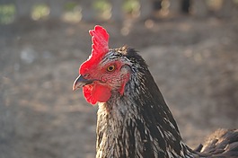 鳥,動物,筆