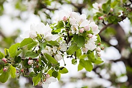 蘋(píng)果樹(shù),布魯姆,蘋(píng)果開(kāi)花