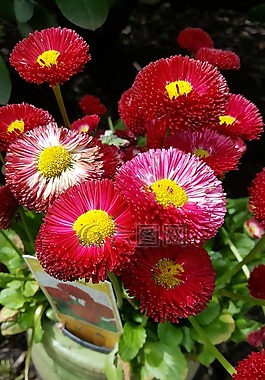 紅色,花,植物