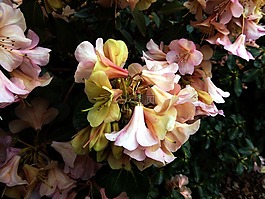 杜鵑花,春天,豐富多彩