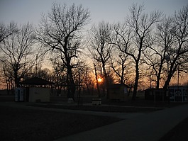 日落,公園,樹