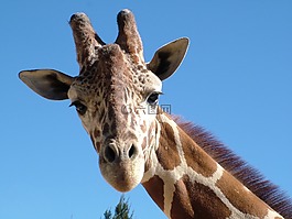 長頸鹿,動物園,動物的畫像