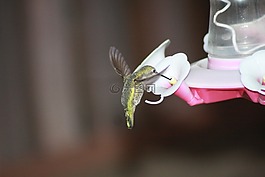 蜂鳥,喂養(yǎng),徘徊