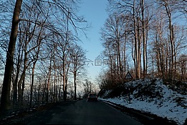 伍茲,樹(shù),道路
