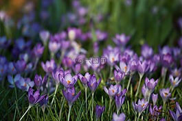 藏紅花,iridaceae,紫