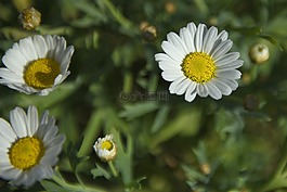 雛菊,鮮花,夏季