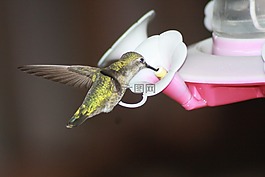 蜂鸟,喂养,徘徊