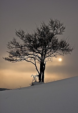 冬天,雪,樹
