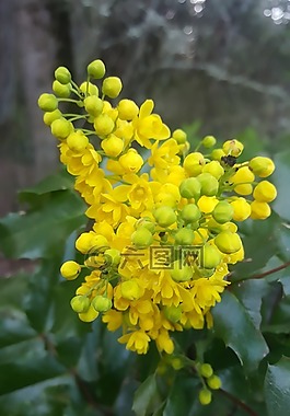 黃色,花,自然