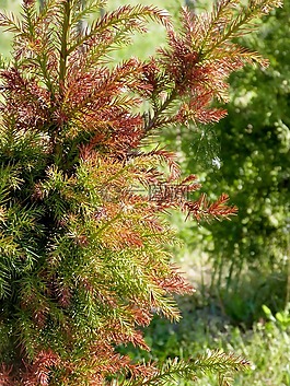 樹,植物,松
