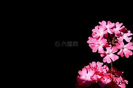 花,黑色,粉紅色