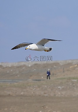 動(dòng)物,天空,海灘