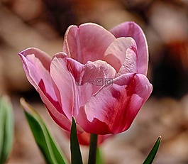 郁金香,粉紅郁金香,花