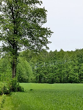 樹,有機(jī),農(nóng)業(yè)