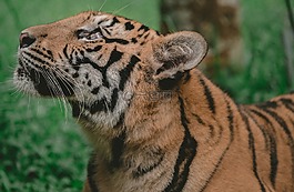 虎,動物,野生動物