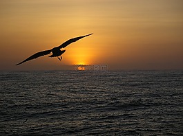 海鸥,侧影,飞行